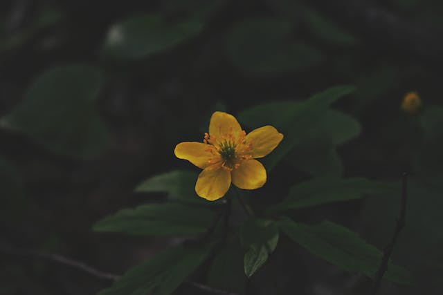 Polinização: A maneira pela qual as plantas se reproduzem